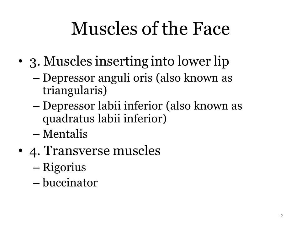 Muscles of the Face 1. Orbicularis oris superior orbicularis oris